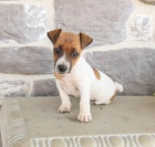 Vynikajc Jack Russell Terrier k adopci