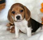 BEAGLE