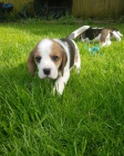 BEAGLE