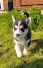 Zdrav modr oi tat sibiskho husky