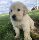 zlaty retriever