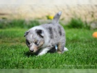 dispozici jsou tata shetlandskch ovk (Sheltie)