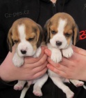 Sladk beagle dti