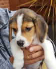 roztomil beagle tata