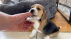 roztomil beagle tata