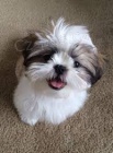 shih tzu tata