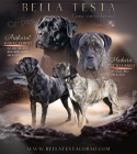 tntka Cane Corso s PP