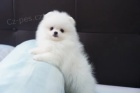   Mini Pomeranian ttka s PP