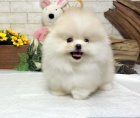   Mini Pomeranian ttka s PP