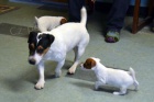   Jack russell terier kluk