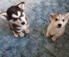 Krsn samce a samice sibiskch husky tat