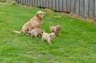 Zdrav musk labrador