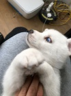 Sladk sibisk husky tata