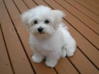 bichon malttina