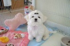 bichon malttina