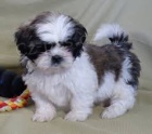 roztomil tata shih-tzu