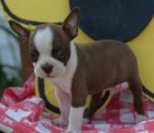 Boston terrier, Boston, Bostonsk terier - teniatka