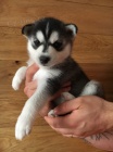 Sibisk husky