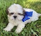 ttka Shih-tzu s PP(shi-tzu, shihtzu)