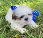 ttka Shih-tzu s PP(shi-tzu, shihtzu)