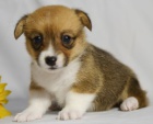 Krsn okovan Pembroke Welsh Corgis