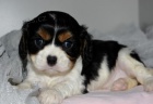 Zdrav ttka King Charles Spaniel jsou k dispozici