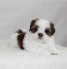 postradateln tata shih tzu