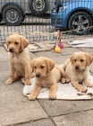 Labrador Retriever - teniatka s rodokmeom