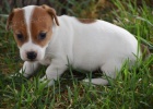 Jack russell terrier 