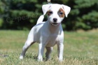 tata Jack Russell terir