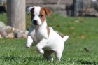 Prodm tata JACK RUSSELL TERER