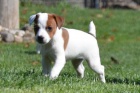 Prodm tata JACK RUSSELL TERER