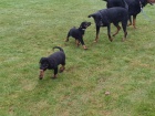 Beaucerons pro nov domovy...