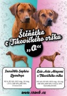 Rhodsk ridgeback ttka