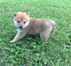 shiba inu s pp