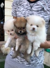 Ohromujc Pomeranians