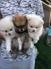 Ohromujc Pomeranians