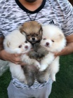 Ohromujc Pomeranians