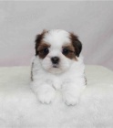 tata shih tzu