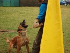 MALINOIS