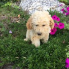 Sladk mini goldendoodle