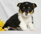 Zdrav tata Pembroke Welsh Corgi