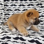 Zdrav tata shiba inu