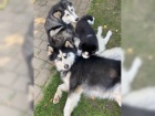 Husky tata k adopci bez rodokmenu.