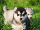 Sibisk Husky tata s PP