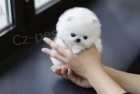 pomeranian