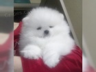 pomeranskch tat