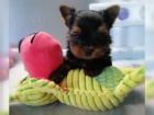 ttek Yorkie