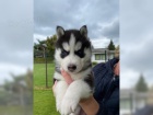 Sibisk husky tata s PP
