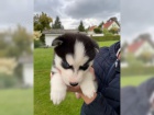 Sibisk husky tata s PP